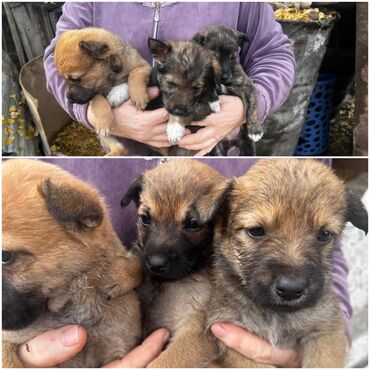 продажа щенков немецкой овчарки в бишкеке с документами: Отдам даром шенят 3 мальчика и 5 девочек здоровые активные кушают at lalafo.kg продажа щенков немецкой овчарки в бишкеке с документами: Отдам даром шенят 3 мальчика и 5 девочек здоровые активные кушают