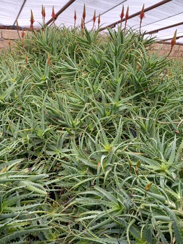 Çöl bitkiləri: Bu təsvirdəMüalicəvi aloe və Aloe vera bitkiləri təsvir edilmişdir -da lalafo.az — 3 Çöl bitkiləri: Bu təsvirdəMüalicəvi aloe və Aloe vera bitkiləri təsvir edilmişdir — 3