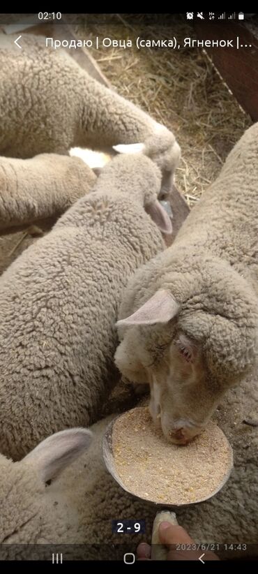 меринос овцы: Меринос койдун жуурканга,төшөккө даяр болгон тытылган жүнү сатылат