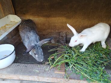 Dovşanlar: Tam saglam dovwanlardir.her qiymete dovwan olur.balalar 5 manatdan — 5