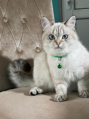 Кошки: Кот шиншилла колор поинт для вязки — 1