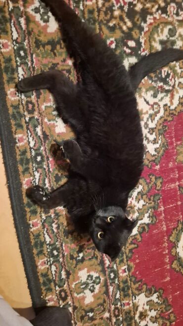 Pişiklər: Siam, Dişi, Yaxşı əllərə — 3