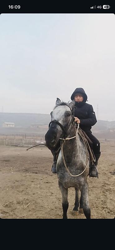 Продам с/х животных: Продаю | Жеребец | Кара Жорго | Конный спорт | Племенные — 2