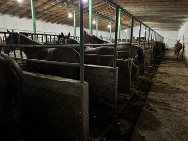 Лошади, кони: Продаю | Жеребенок, Кобыла (самка), Конь (самец) — 7