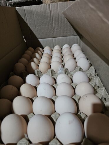 Молочные продукты и яйца: От производителя на прямую предлагает куриное домашнее яйцо,всегда