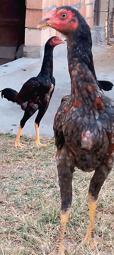 australorp toyuqlari: Toyuq cücələri, Damazlıq — 4