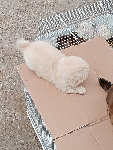 İtlər: Pekines, Sənədli — 7