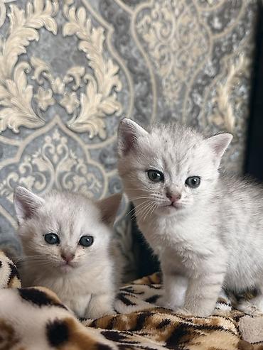 котята простые: Котята серебристого окраса (возможен британский/шотландский тип по — 3