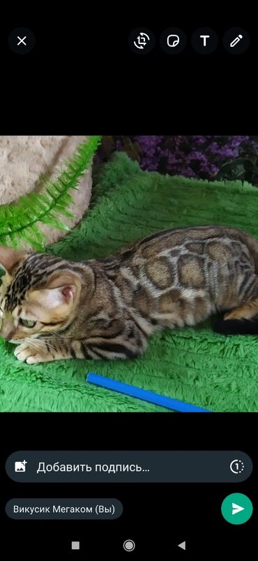 Продажа кошек: Друзья !! в проф питомнике Бен Гла Мур новые детки .Бенгальские котята — 7