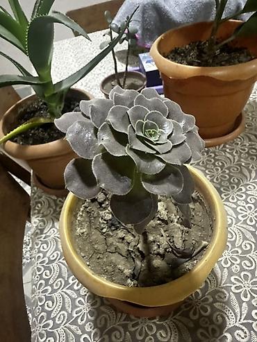mozarella pendir: Sukulenti bitki – Echeveria (qızılgül formalı rozet) - Növ: Echeveria — 1