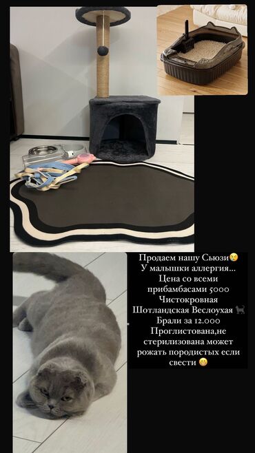 британская короткошерстная кошка золотая шиншилла: Скотиш Фолд (Шотландиялык шалпаң кулак), 11 айлык, Ургаачы, Боз, Лотокко барууга үйрөтүлгөн, Курттардан тазаланган, Эмделген