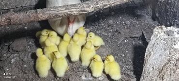 ördey: Lal ördək aq reng balaları satiram 1 hefteden sora satacam isteyen