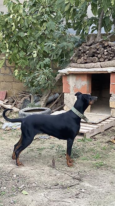 baskervillerin iti: Doberman, 11 ay, Dişi, Ünvandan götürmə — 7