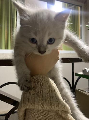 Мышыктар сатылат: Отдам в хорошие руки!! Девочка, очень красивый котенок Если есть — 4