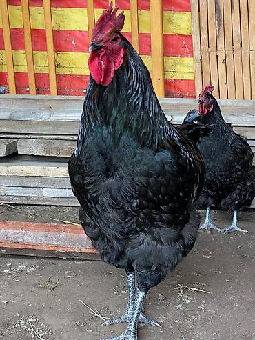 Куры, петухи: Продаю | Петух | Для разведения at lalafo.kg — 10 Куры, петухи: Продаю | Петух | Для разведения — 10