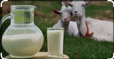 Сүт азыктары жана жумурткалар: Продам козье молоко
