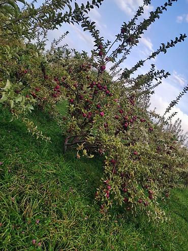 Продажа участков: 27500 соток at lalafo.kg — 7 Продажа участков: 27500 соток — 7