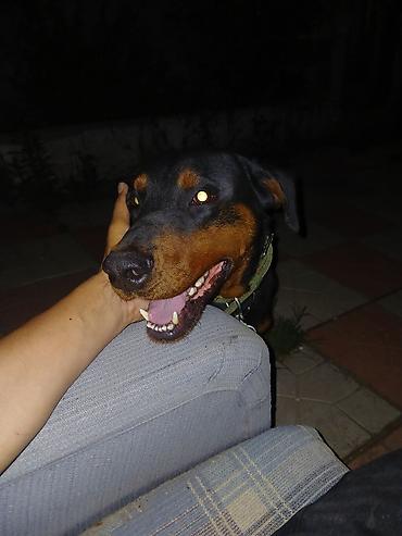 dişi doberman: Doberman, 1 il, Erkək, Peyvəndli, Ödənişli çatdırılma — 6
