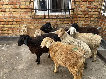 Баран, овца: Продаю | Овца (самка) | Для разведения — 2