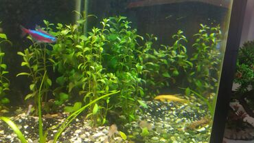 Akvarium aksessuar və ləvazimatları: Akvarium üçün sadə bitkilər. Adı işıqda inkişaf edir, CO2 lazım deyil