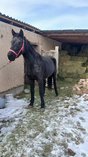 Лошади, кони: Продаю | Жеребец | Рабочий — 7