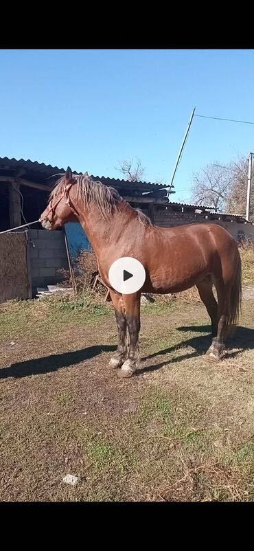 жакшы аттар: Сатам | Жылкы (эркек), Байтал