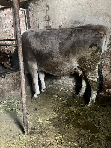 Коровы, быки: Продаю | Корова (самка) | Для молока | Привязанные — 8