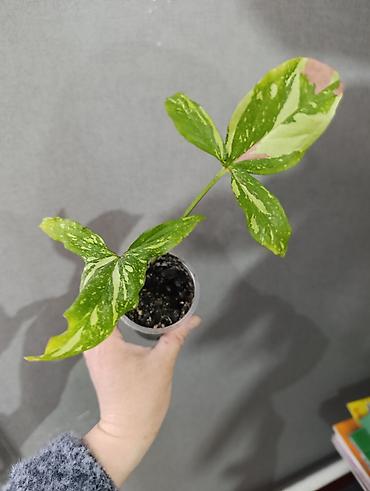 Сингониумы: Распродажа сортовых и редких комнатных растений, цены и названия — 18