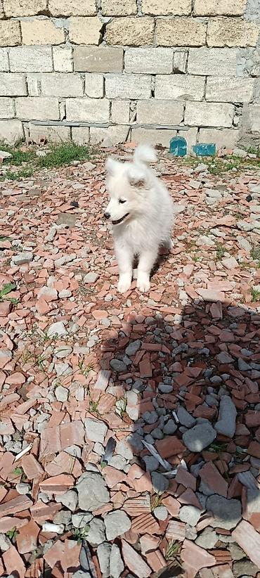 heyvanlar itler: Samoyed — 1