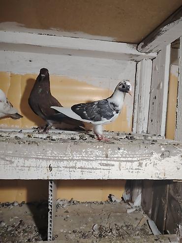 touz quşu: 12 tük tay balalar. Erkey tayin dimdiyin qırağında cicey olub sagalib — 3