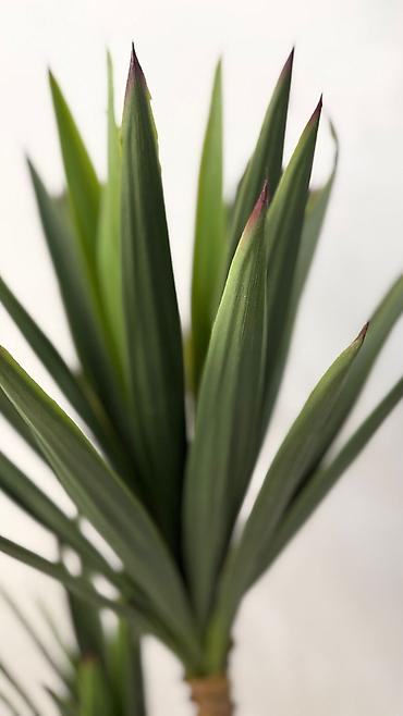 ucuz gül: İç məkan üçün dekorativ tropik bitki – Yucca (iki gövdəli), keramik — 4