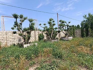 bonsai: Bonsai üslubunda formalaşdırılmış zeytun ağacları - Növlər: Zeytun — 3