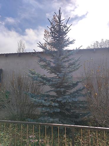 света диод: Голубая ель (Picea pungens ‘Glauca’) для ландшафтного озеленения. - — 1