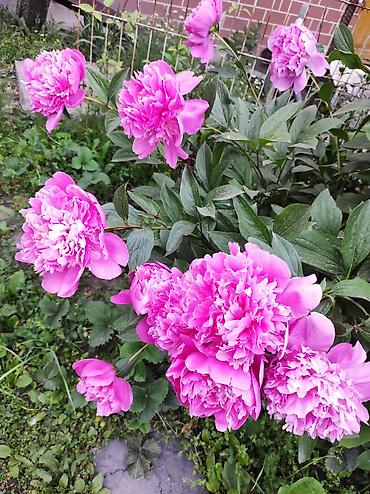 Гортензия: Садовые многолетники — 2