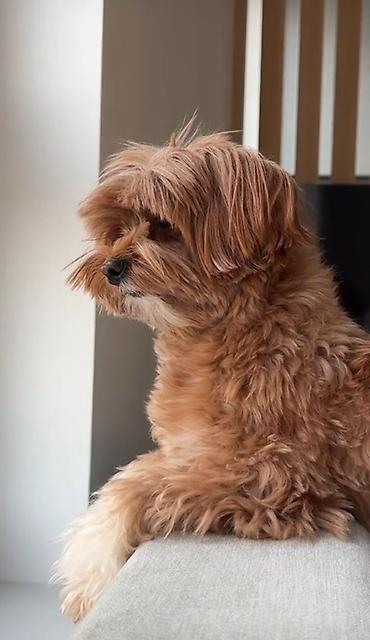 qurbanlıq heyvanlar: Maltipoo itinləri üçün yumşaq trikotaj başlıq – çiçəkli model — 3