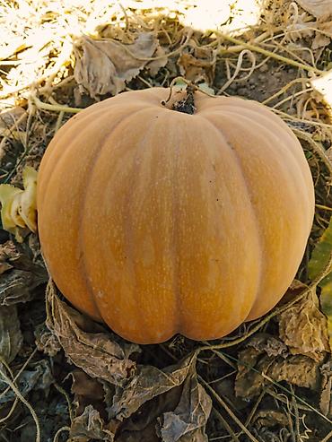 тыква сколько стоит: 🎃 Свежая тыква!

Спелая и натуральная тыква.

📞 Телефон — 2