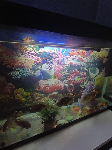 hamster satisi: Salam. Akvarium satılır. 0.75x0.45x0.25. Balıqlar, şüşə təmizləyən — 1