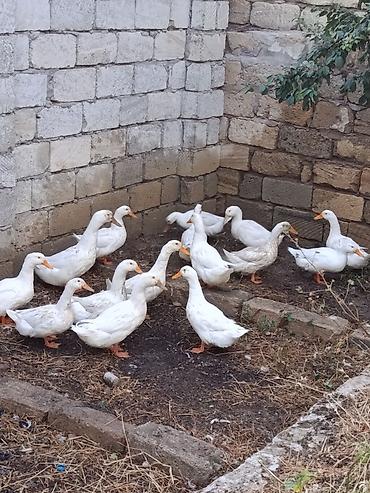 Digər quşlar: Ördək satılır biri 20 manat — 1