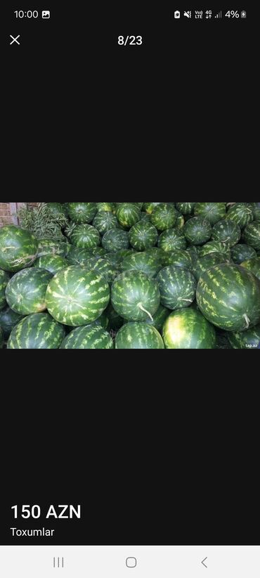 Toxumlar: Məhsul: Toxumlar – ALIZE F1 qarpız toxumu - Brend: KNOWN-YOU SEED — 4