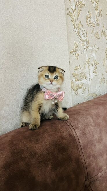 Pişiklər: Dişi — 7