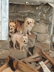 передержка собак баку: Izvanok 2 dişi bir erkek 3 dənsi 130