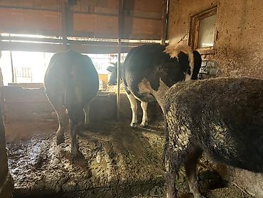 Коровы, быки: Продаю | Корова (самка) | Голштин, Аулиекольская | На забой, Для разведения | Племенные, Нетель — 1