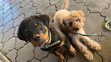 немецские овчарки: 🐕 ДРЕССИРОВКА СОБАК | ПЕРЕДЕРЖКА + ОБУЧЕНИЕ 🐾 Опыт работы с собаками — 7