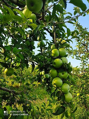bilgeh ev satilir: 2713 sot, Kənd təsərrüfatı, Mülkiyyətçi, Kupça (Çıxarış) — 2