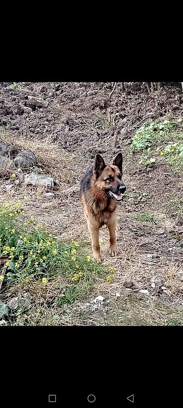 alman avcarkasi satilir: Alman çoban iti, 1 il, Erkək, Peyvəndli, Ödənişli çatdırılma — 4