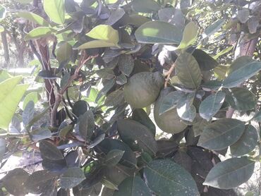 Tinglər: Limon aqaci cox iri meyvesi olur hem de il boyu cicekleyib meyve verir