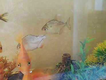 akvarium balaca: Akvaryum komplekti
Baliqlar daxil 250 azn maraqli baliqlardi — 6