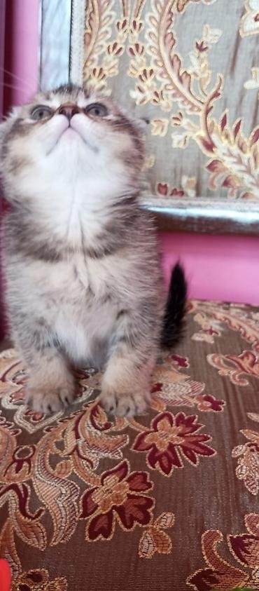 Pişiklər: Şotland — 9