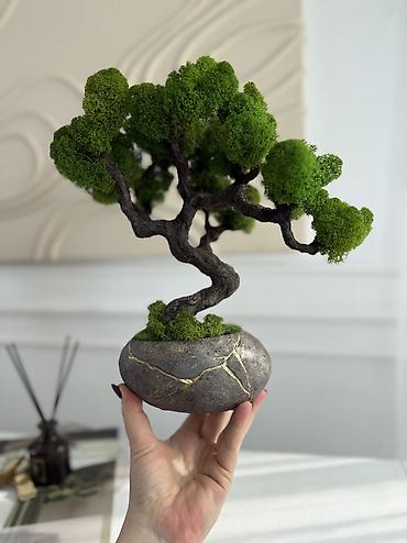 Декоративные цветы: В переводе с японского Бонсай означает «дерево, выращенное в блюде» — 43