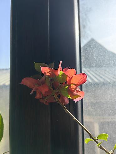 Huawei: Huawei Mate 50 Pro, Б/у, 512 ГБ, цвет - Оранжевый, 2 SIM — 13